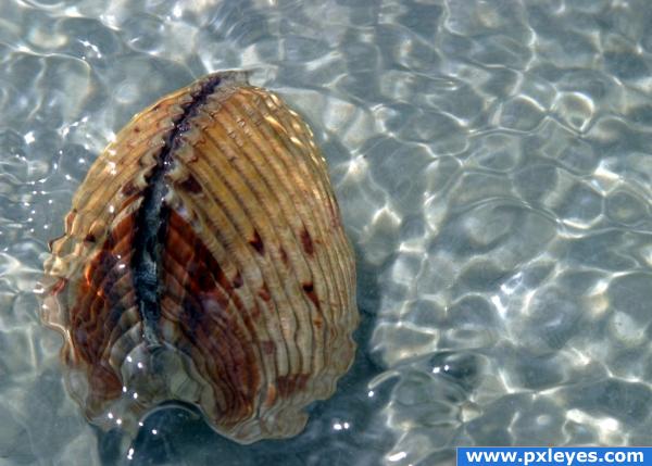 sea shell